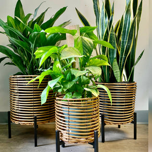 WILEY Plant basket + stand