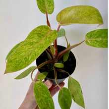 Load image into Gallery viewer, Philodendron &quot;Painted Lady&quot; 4”pot

