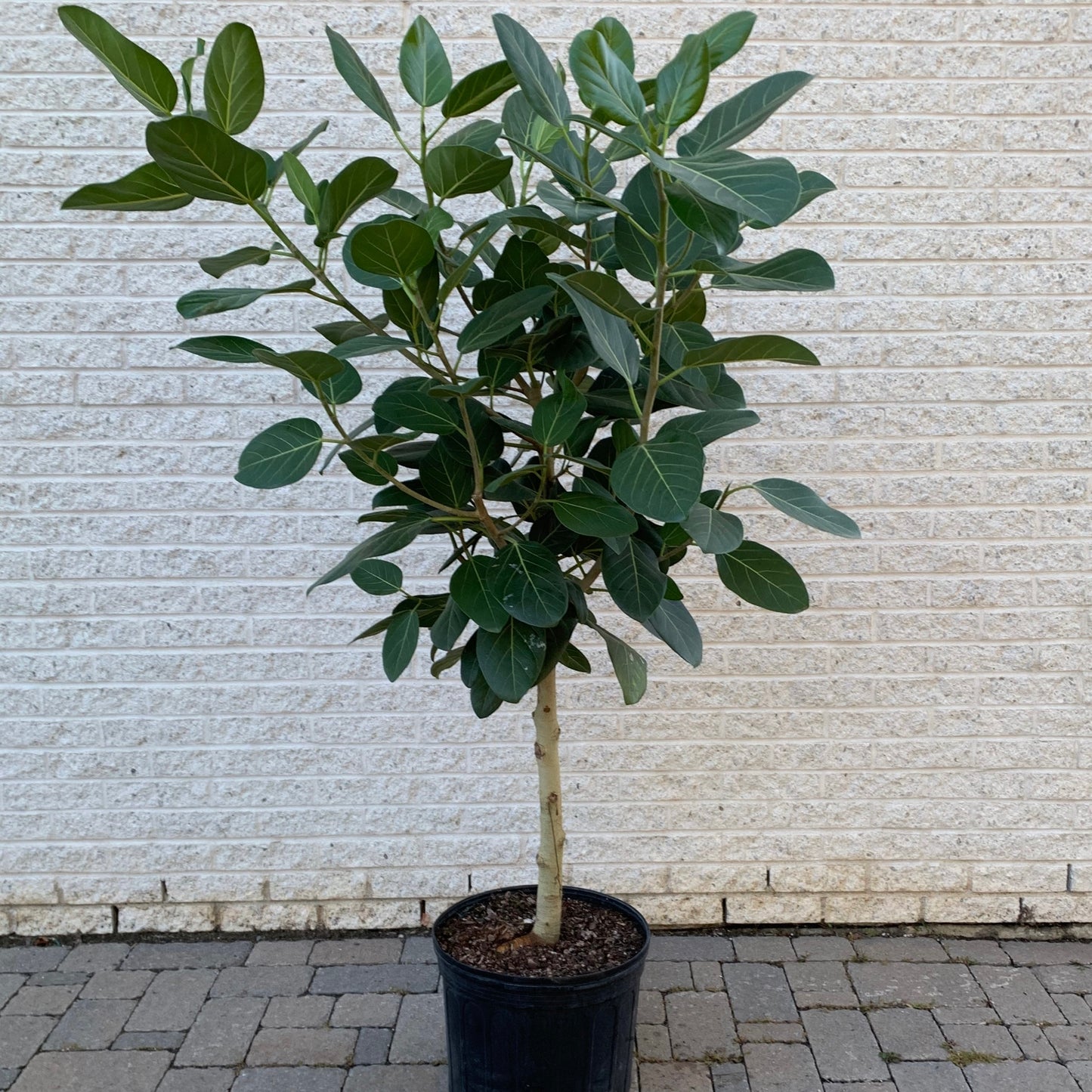 Ficus benghalensis “Audrey” Tree 6ft+ tall in 14” pot