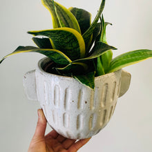 Load image into Gallery viewer, ROME ceramic cover pot (5.5”x5.5”)
