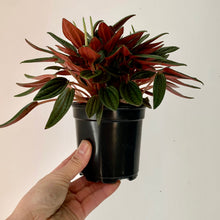 Load image into Gallery viewer, Peperomia Rosso 3.5”pot
