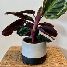 Load image into Gallery viewer, WYATT Concrete Cover pot (3 sizes available)
