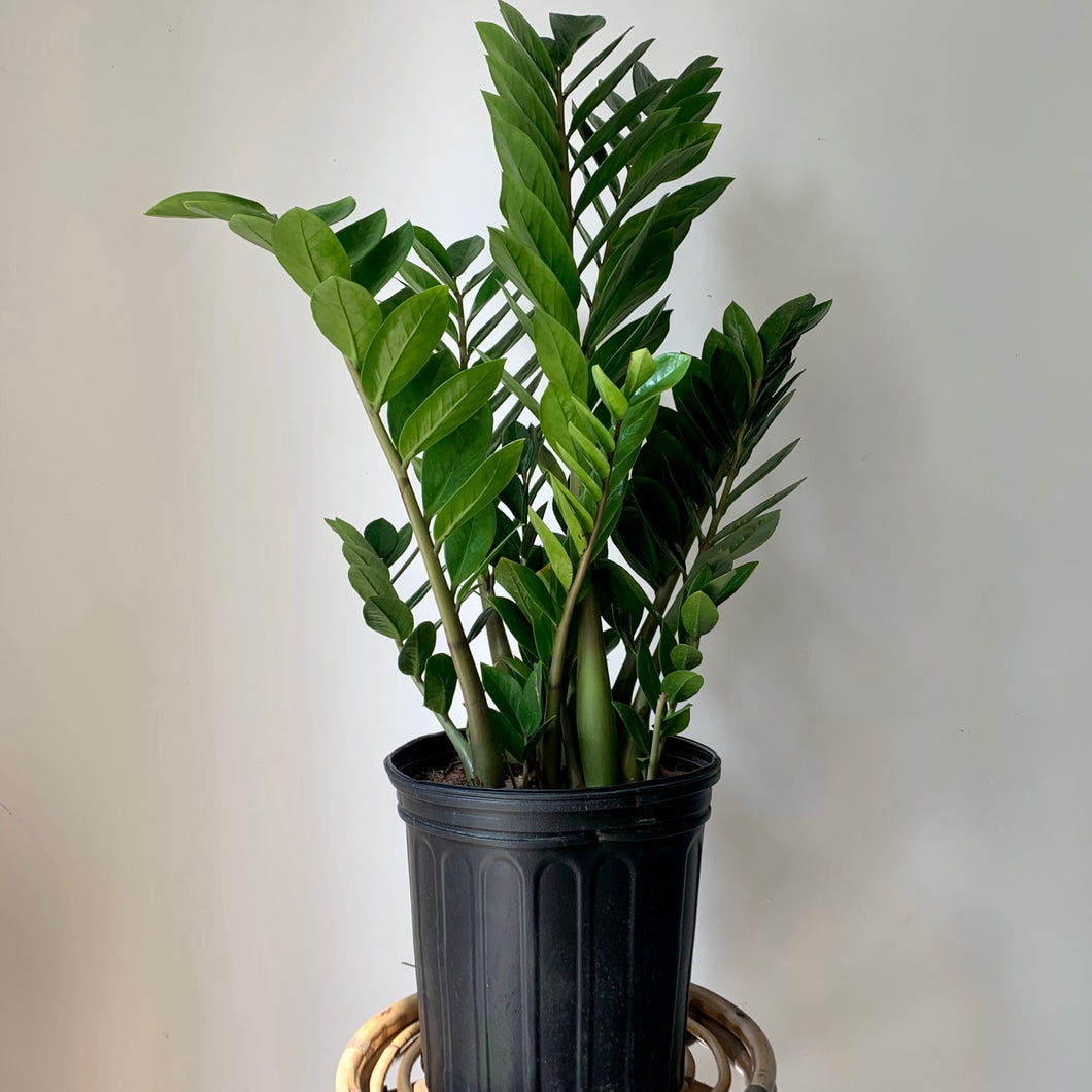 ZZ Plant (Zamioculcas Zamiifolia) approximately 3 ft tall in 8” pot