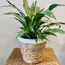 Load image into Gallery viewer, JUNIPER decorative plant basket (Available in TWO colours)
