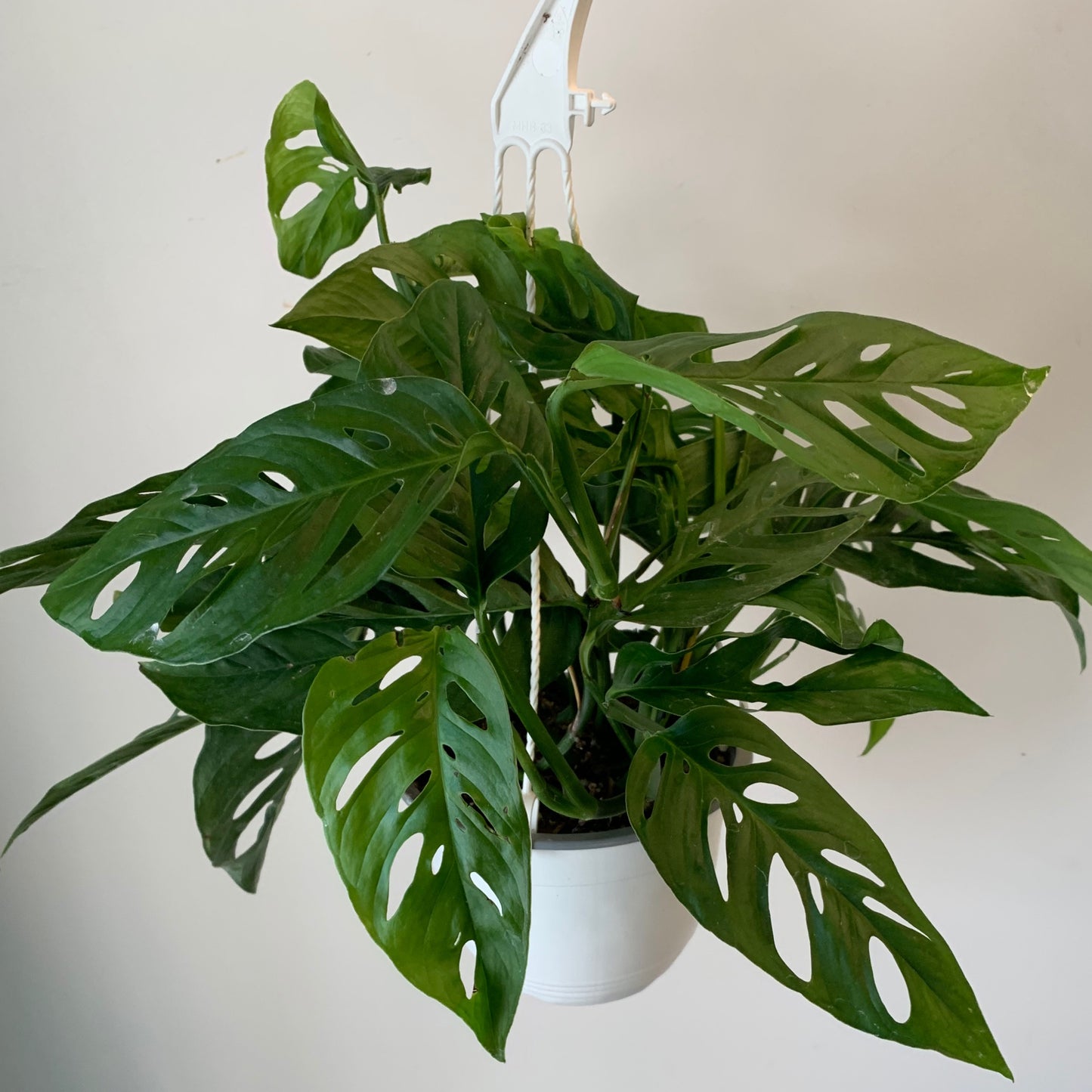 Monstera Adansonii (Narrow Form) 6” hanging basket