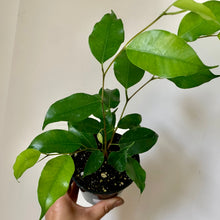 Load image into Gallery viewer, Ficus Benjamina Green 3.5&quot; pot
