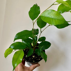 Ficus Benjamina Green 3.5" pot