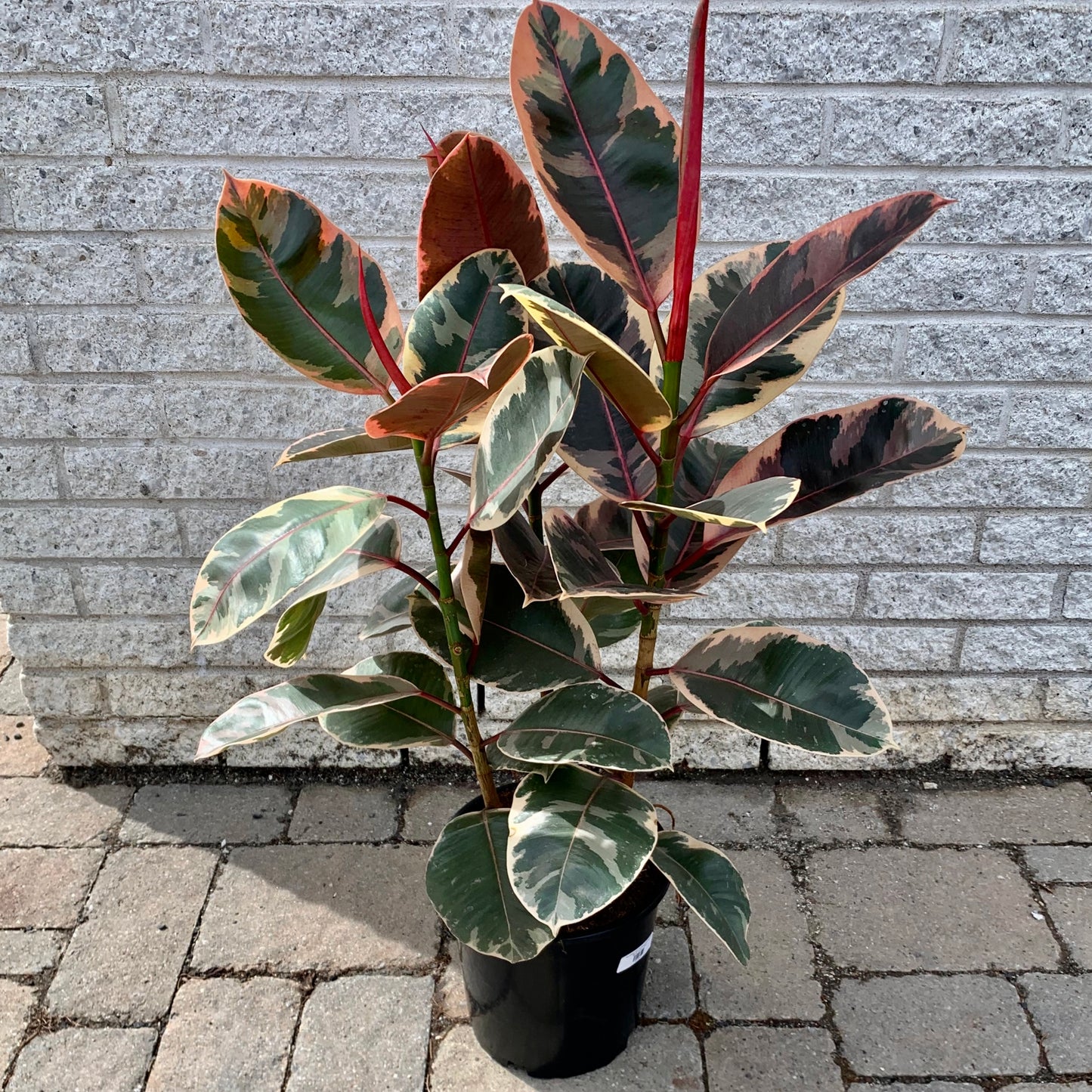 Variegated Ficus Elastica Column “Ruby” approximately 2.5 ft tall in 8”pot