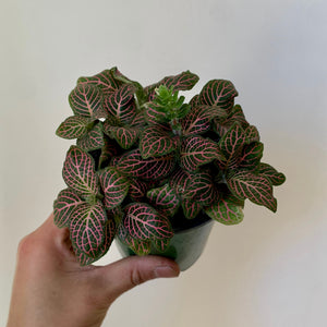 Nerve Plant (Fittonia) 4” pot PINK