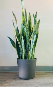 Sansevieria Laurentii approximately 3.5 ft tall in 10”pot