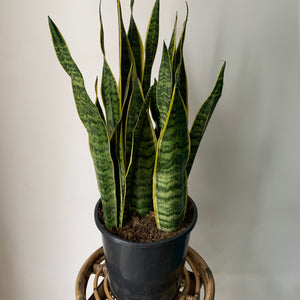 Sansevieria Laurentii approximately 2.5 feet tall in 7”pot