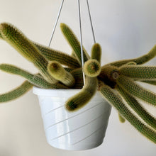 Load image into Gallery viewer, Golden Rat Tail (Cleistocactus winteri) 8”hanging basket
