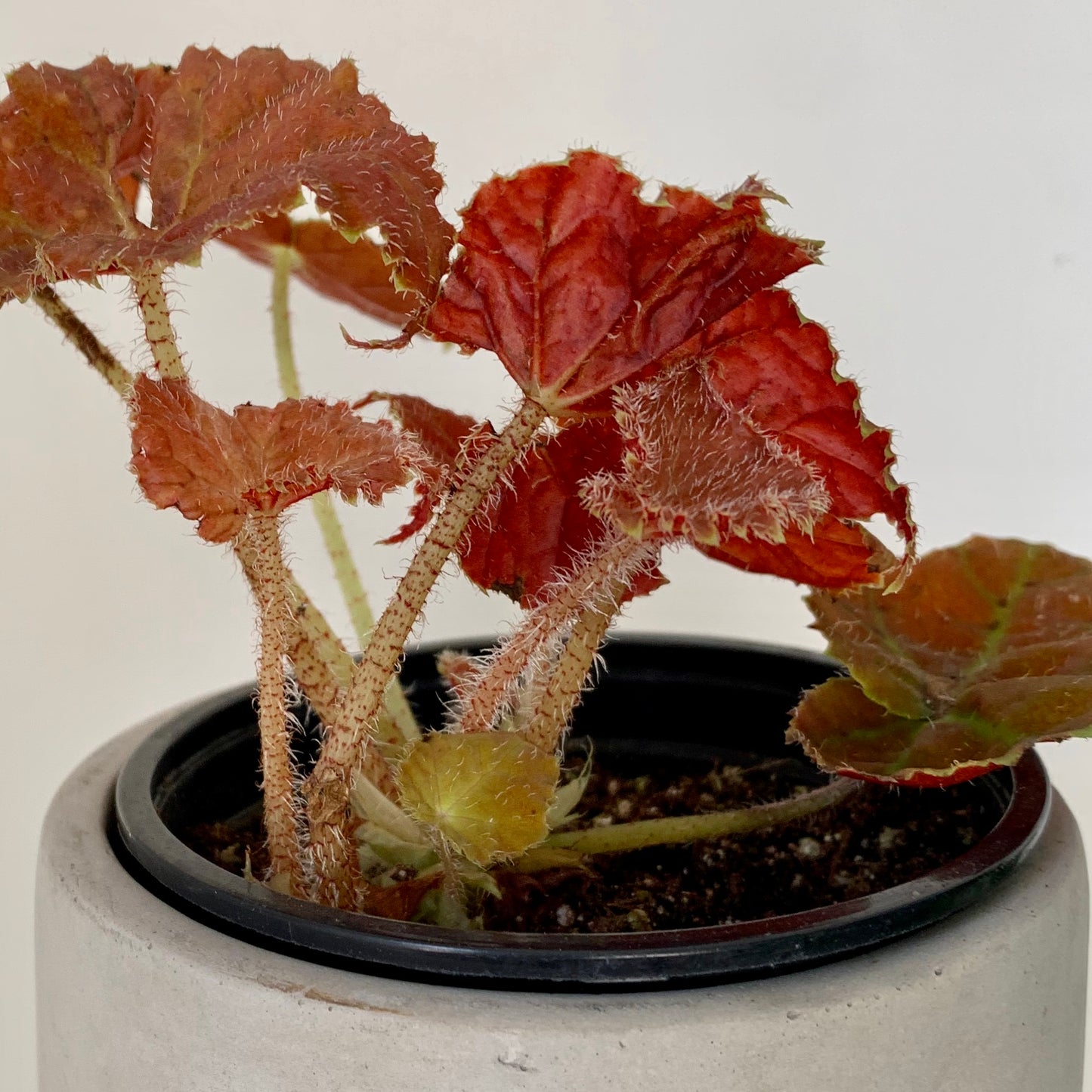 Begonia Rex "Autumn Ember” 4”pot
