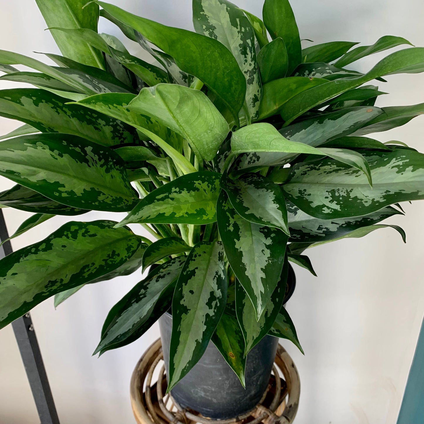 Aglaonema "Jubilee" approximately 20 inches tall in 10” pot