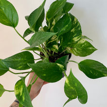 Load image into Gallery viewer, Golden Pothos 4” pot
