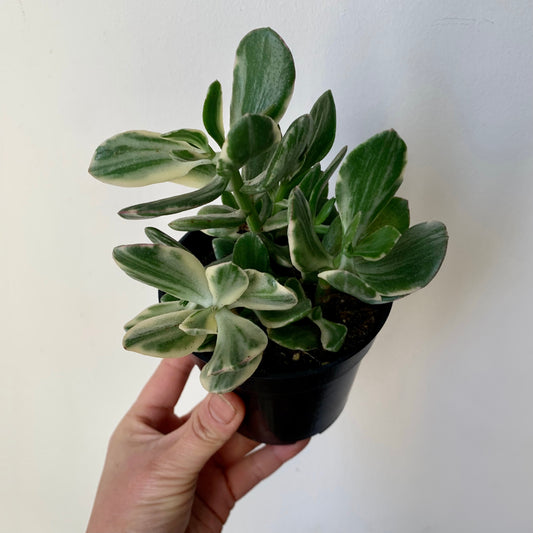 Variegated Jade Succulent  (Crassula Ovata Tricolour) 3.5”pot