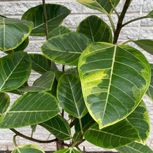 Load image into Gallery viewer, Ficus Altissima  approximately 6ft tall 14” pot

