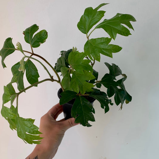 Grape Ivy (Cissus Rhombifolia) 3.5” pot