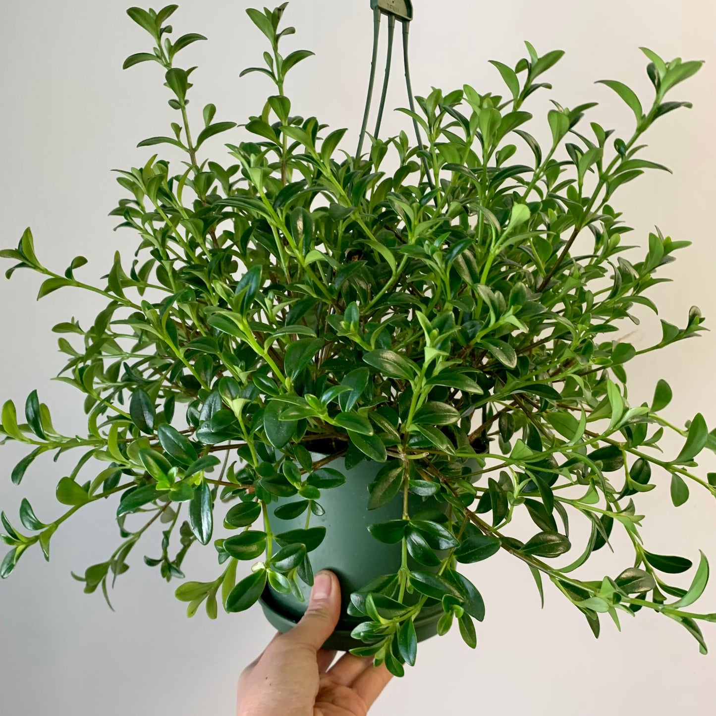 Goldfish Plant (Nematanthus) 6” Hanging Basket