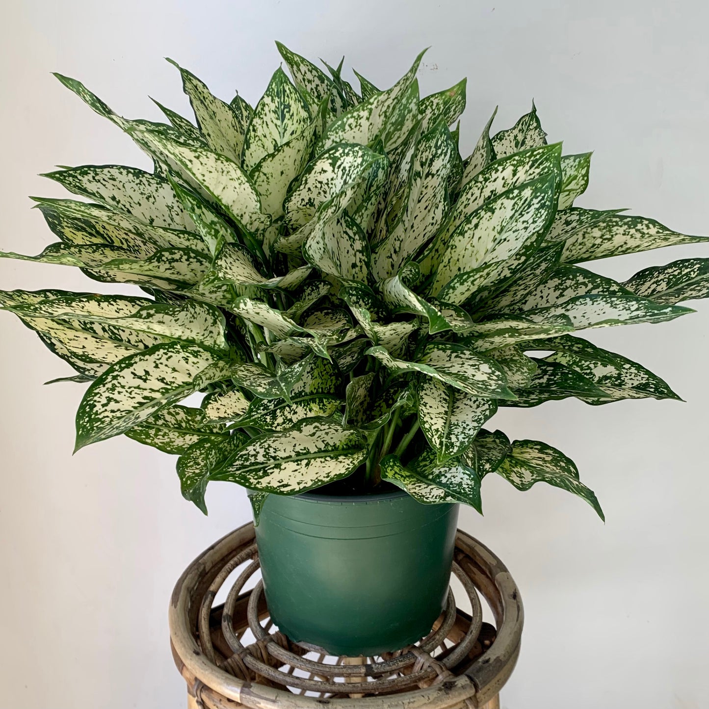 Aglaonema "Spring Snow" 8”pot