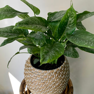ALDER Decorative Planter Baskets (available in TWO styles)