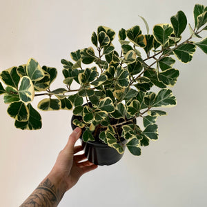 Ficus Triangularis Variegata 6” pot