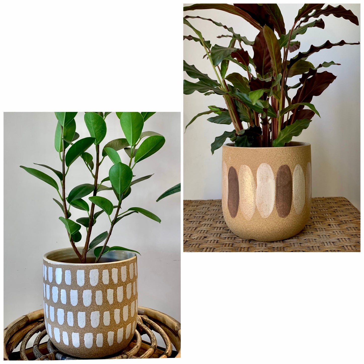 Audrey Paintbrush Cover Pot (5.25”X5.5”) two designs available