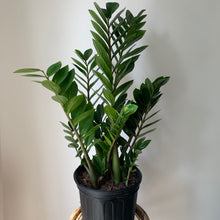 Load image into Gallery viewer, ZZ Plant (Zamioculcas Zamiifolia) approximately 3 ft tall in 8” pot
