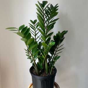 ZZ Plant (Zamioculcas Zamiifolia) approximately 3 ft tall in 8” pot