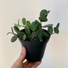 Load image into Gallery viewer, Silver Dollar Vine (Xerosicyos Danguyi ) 4” pot
