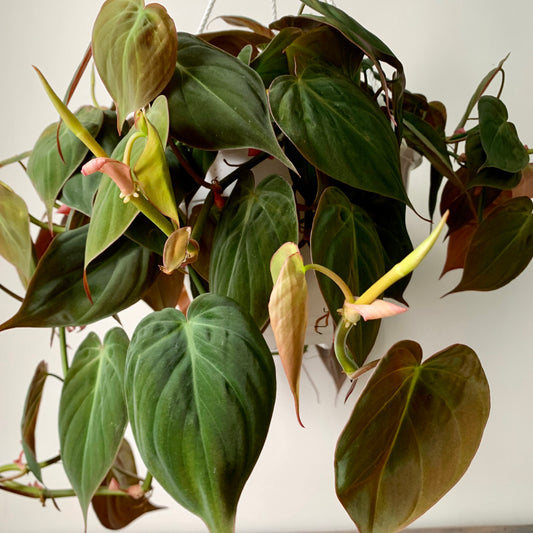 Philodendron “Micans” 8 hanging basket