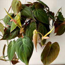 Load image into Gallery viewer, Philodendron “Micans” 8 hanging basket
