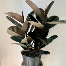 Load image into Gallery viewer, Burgundy Rubber Fig (Ficus Elastica) approximately 3ft tall in 9&quot; pot
