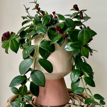 Load image into Gallery viewer, Mona Lisa Lipstick plant 6” hanging basket
