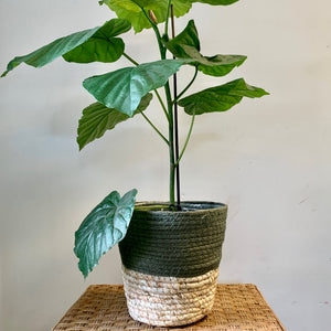 OLIVIA decorative Plant Basket (Available in THREE SIZES)