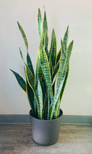 Load image into Gallery viewer, Sansevieria Laurentii approximately 3.5 ft tall in 10”pot
