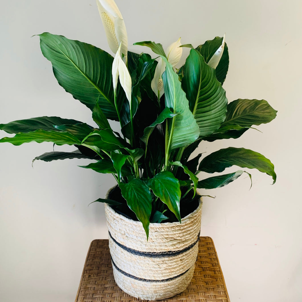 Peace Lily (Spathiphyllum) approximately 2ft tall 10” pot