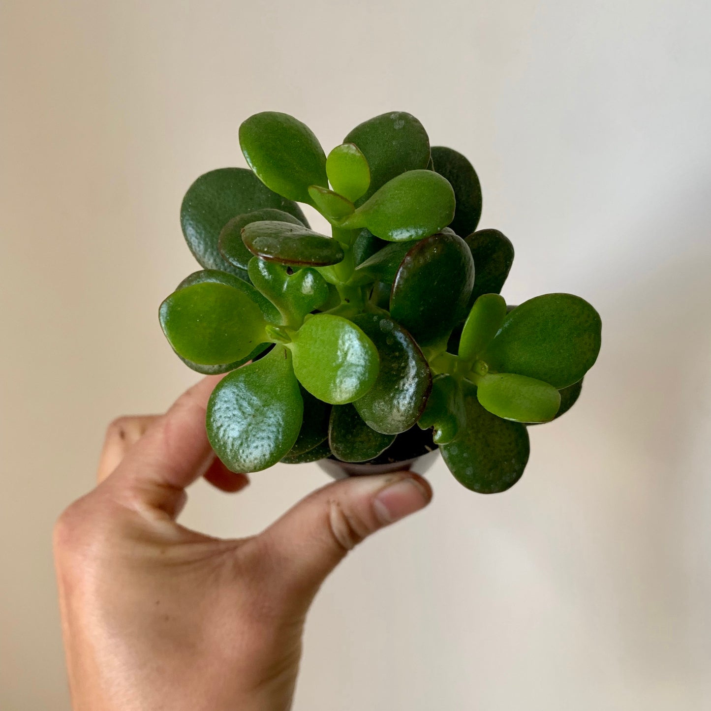Baby Jade Succulent (Crassula ovata Minima)2.5” pot