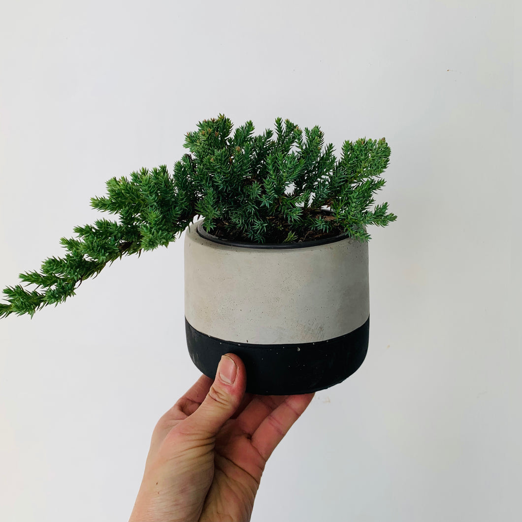 Juniper Bonsai Tree 4” pot