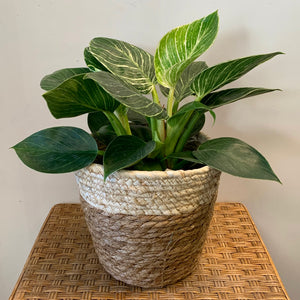 ORLIN Decorative Plant Basket (3 sizes available)