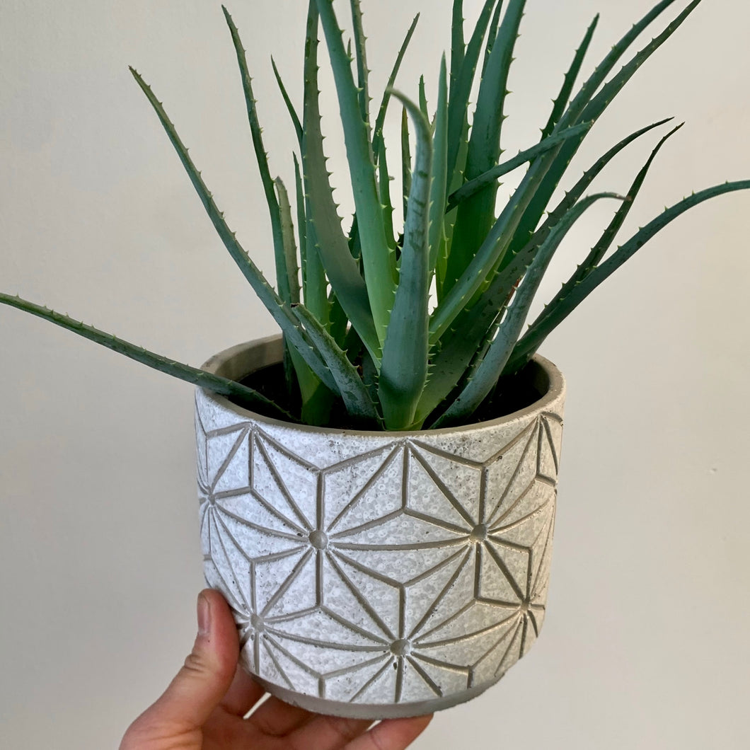 ADDISON Decorative Cement Pot (4.5”x4.25”)