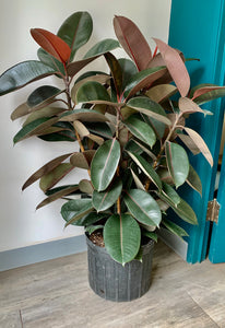 Burgundy Rubber Fig (Ficus Elastica) approximately  4.5ft tall in 14” pot