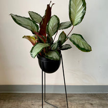 Load image into Gallery viewer, CHARLOTTE Modern Plant Stand
