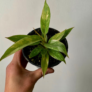 Philodendron "Ring of Fire" “3.5" pot