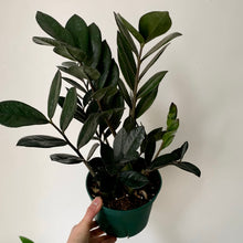 Load image into Gallery viewer, Raven ZZ Plant 6&quot; pot
