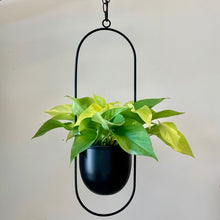 Load image into Gallery viewer, CHARLOTTE Suspended Planter (6”X5”)Capsule Frame
