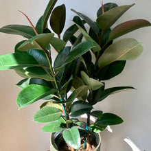 Load image into Gallery viewer, Ficus “Sophia” approximately 3ft tall in 8&quot; pot
