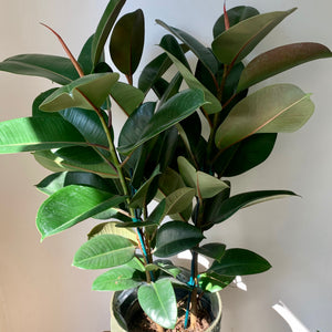 Ficus “Sophia” approximately 3ft tall in 8" pot