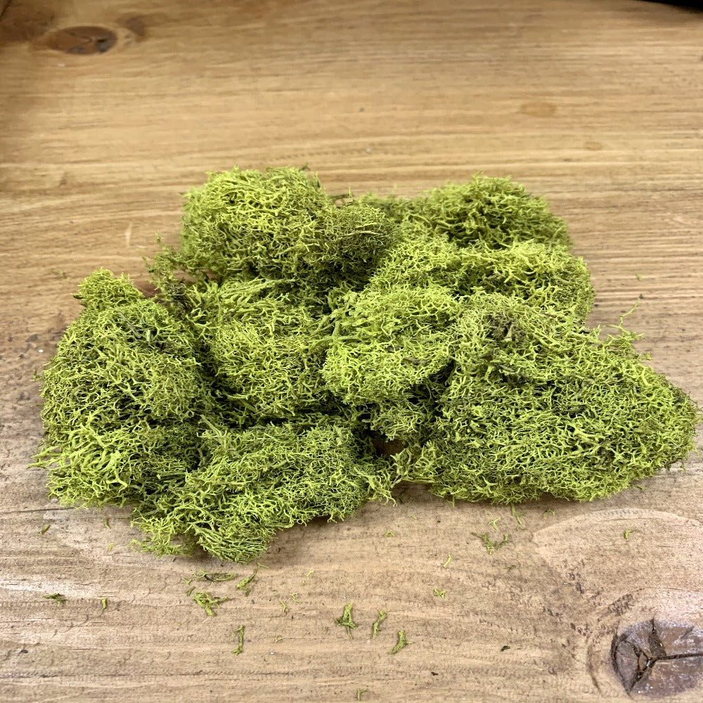 Preserved Reindeer Moss (chartreuse)