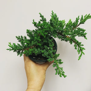 Juniper Bonsai Tree 4” pot